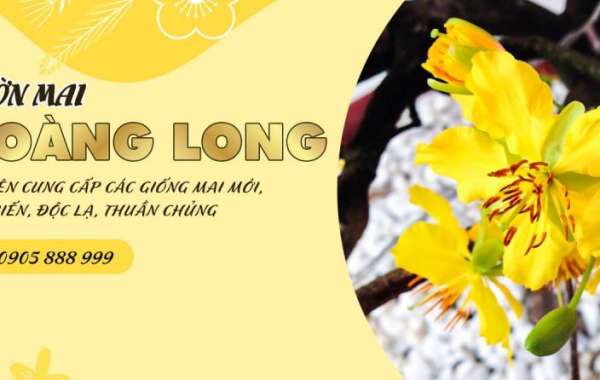 Cây Mai Vàng Độc Đáo ở Đồng Tháp, Giá 4 Tỷ Đồng, Gây Sốt Miền Tây