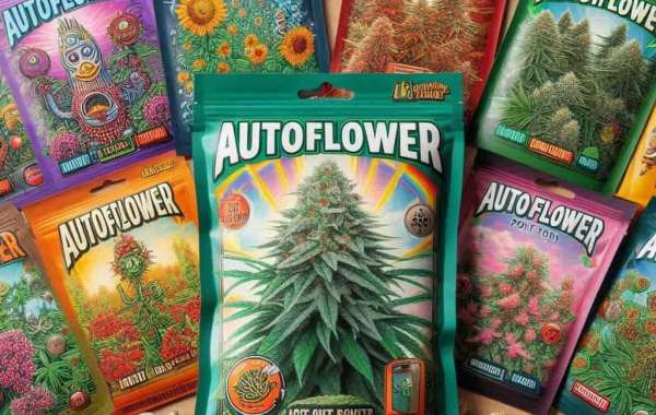Where to Buy Weed Seeds in Florida