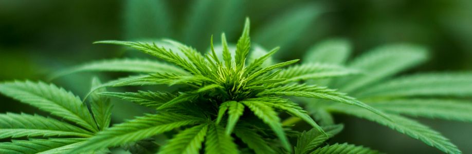 Markt Dispensary Cover Image