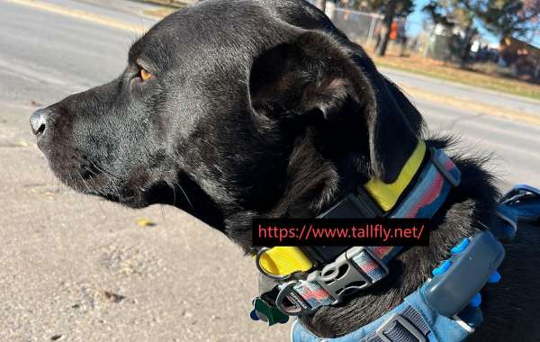 How Today’s Dog Collar Makers Are Redefining Pet Comfort